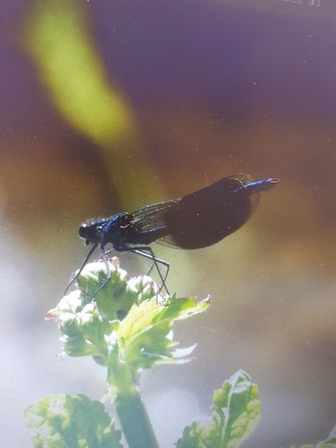 Banded Demoiselle