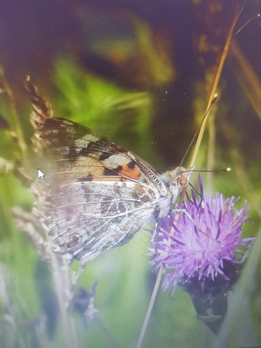 Painted Lady