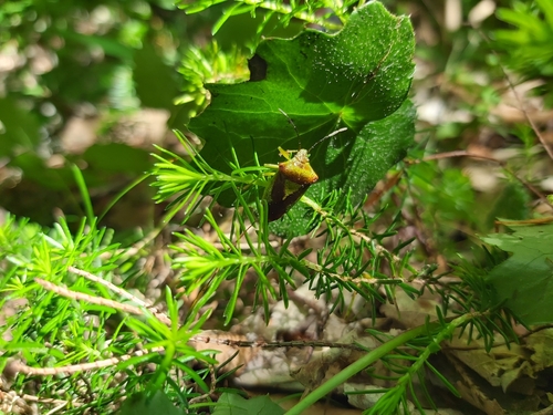 Hawthorn Shield Bug