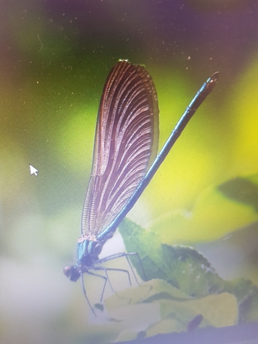 Beautiful Demoiselle