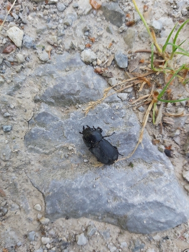 Lesser Stag Beetle
