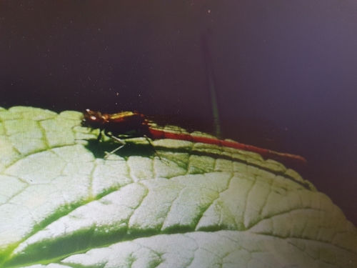 Large Red Damselfly