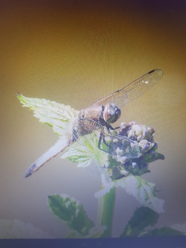Scarce Chaser