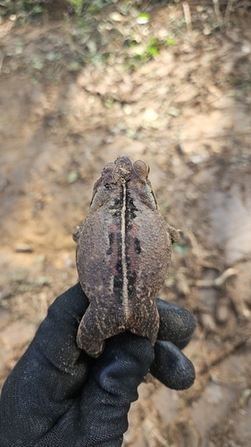 Ornate Forest toad