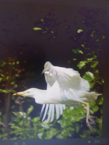 Western Cattle-Egret