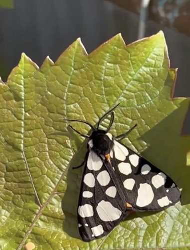 Cream-spot Tiger