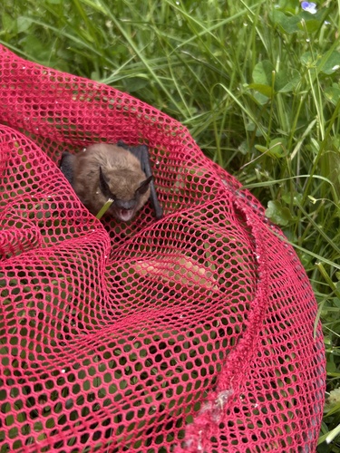 Little Brown Bat observed by ethanborland