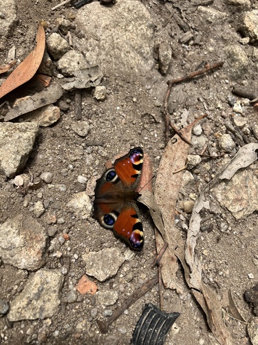 European Peacock Butterfly