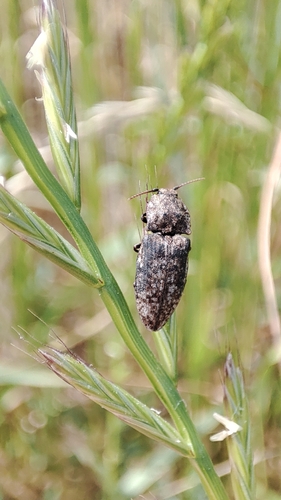 Mottled dingy-brown click beetle