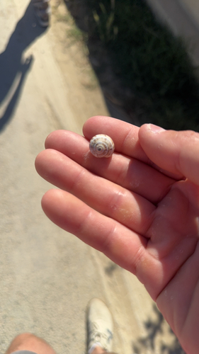 White Italian Snail