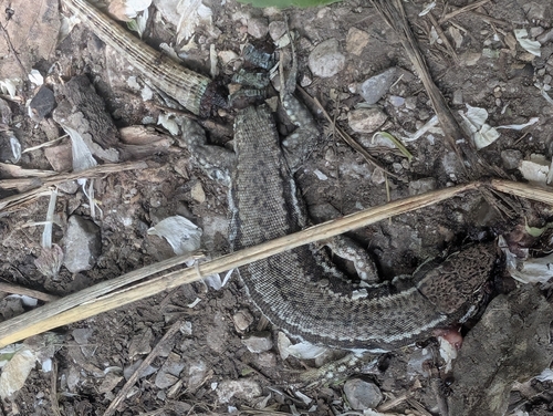 Common Wall Lizard