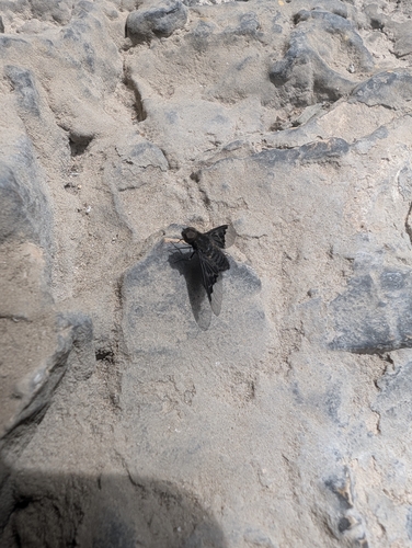 Black Banded Bee Fly