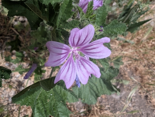 Common Mallow