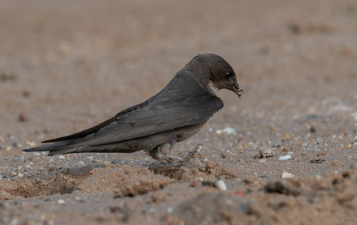 Dusky Crag-Martin