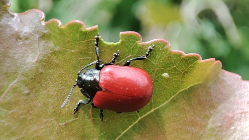 Poplar Leaf Beetle