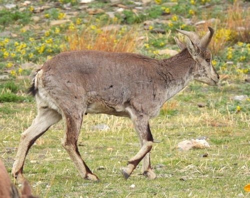 Bharal