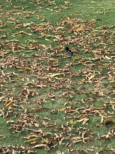 Oriental Magpie-Robin