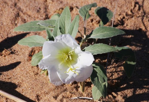 Oenothera deltoides ssp. ambigua