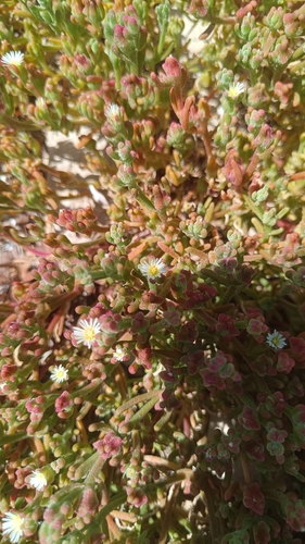 Slender Iceplant