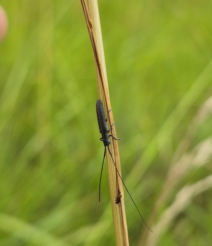 Calamobius filum