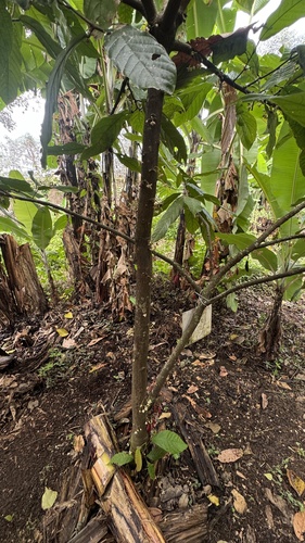 cacao tree