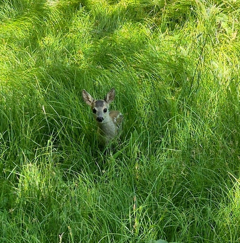 Western Roe Deer