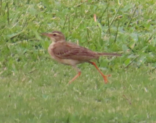 Paddyfield Pipit