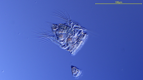 Hexarthra oxyuris