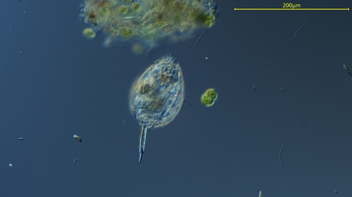 Lecane bulla