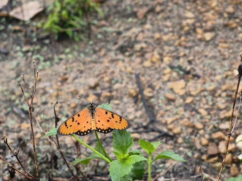 Tawny Coster