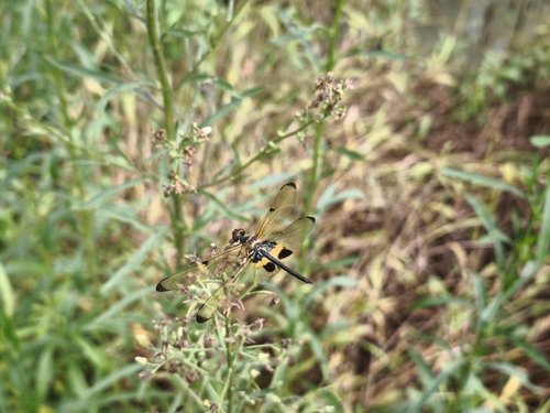 Common Picture Wing