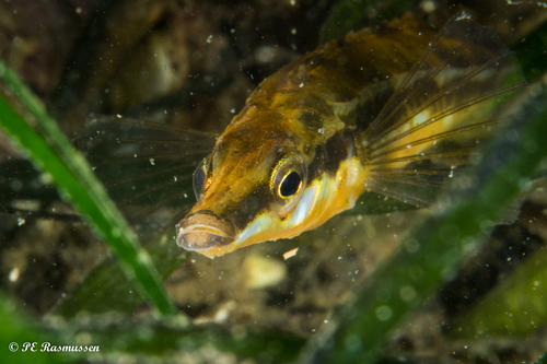 Sea Stickleback