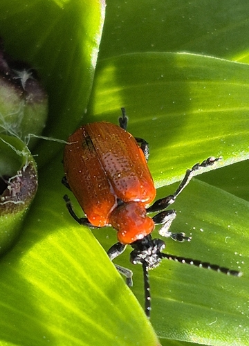 Lily Leaf Beetle