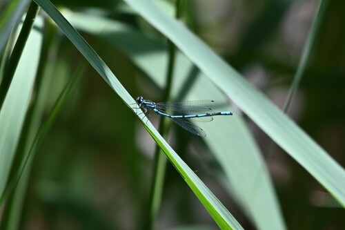 Azure Damselfly