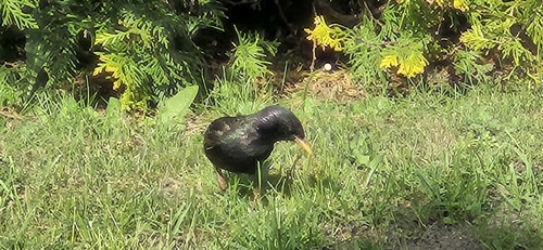 European Starling