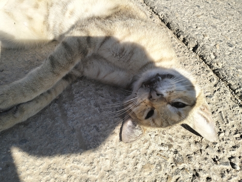 Domestic Cat