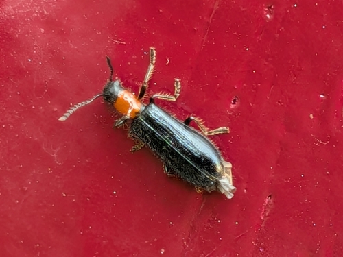 Tillus elongatus