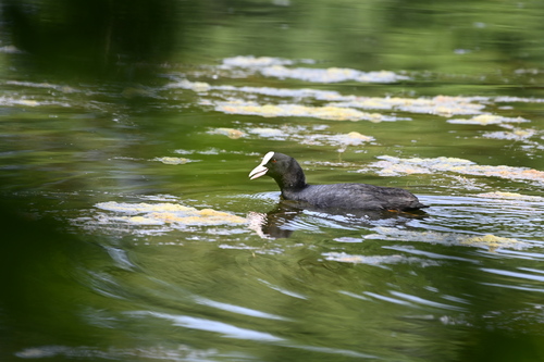 Eurasian Coot