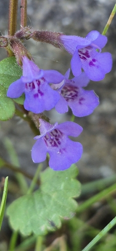 ground-ivy