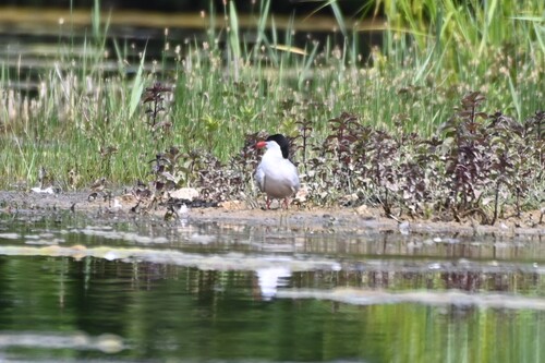 Common Tern