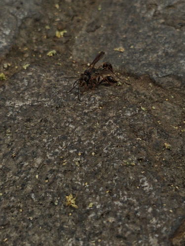 Asian Mud-dauber Wasp