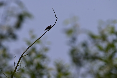 European Turtle-Dove