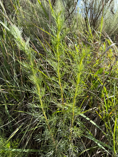 Field Sagewort