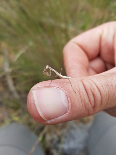 European Mantis