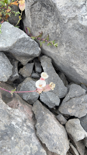 Sea Campion