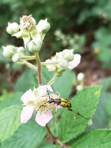 Spotted Longhorn Beetle