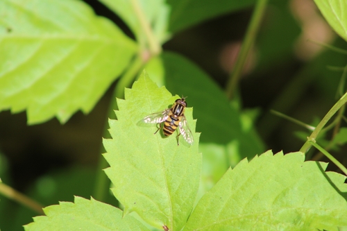 Narrow-headed Marsh Fly