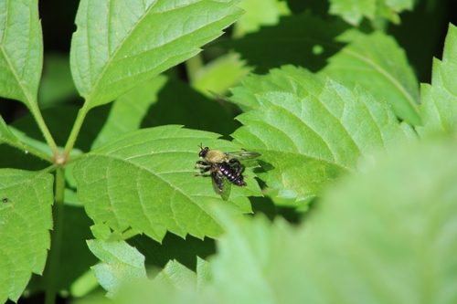 Black-tailed Laphria