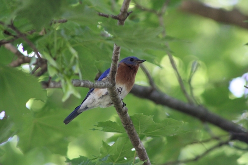 Eastern Bluebird