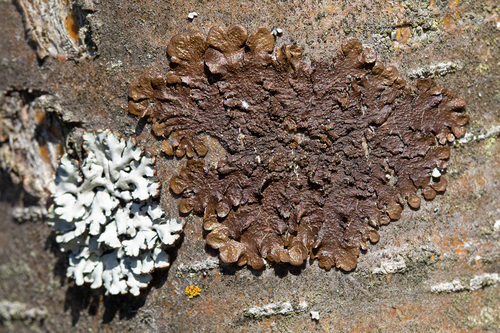 Abraded Camouflage Lichen